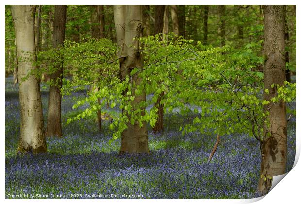 spring leaves and bluebells  Print by Simon Johnson