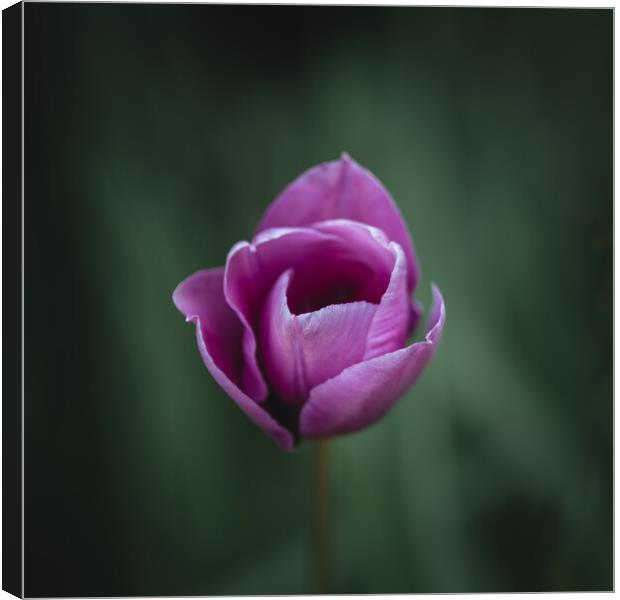 Purple Tulip Canvas Print by Mark Jones