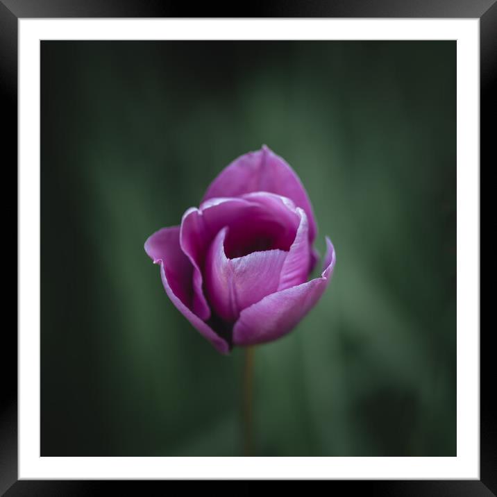Purple Tulip Framed Mounted Print by Mark Jones