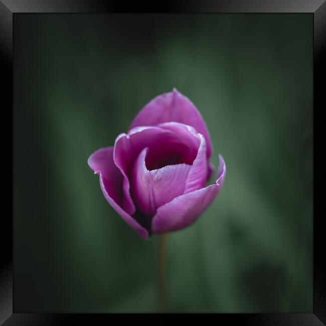 Purple Tulip Framed Print by Mark Jones