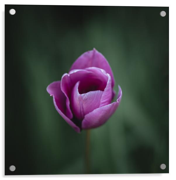 Purple Tulip Acrylic by Mark Jones