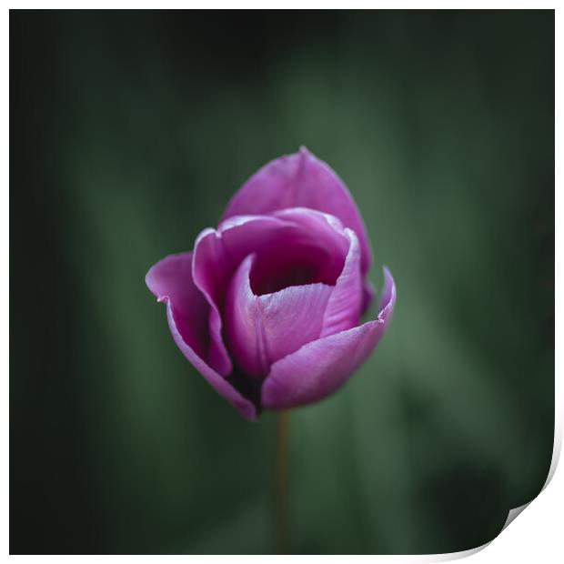 Purple Tulip Print by Mark Jones