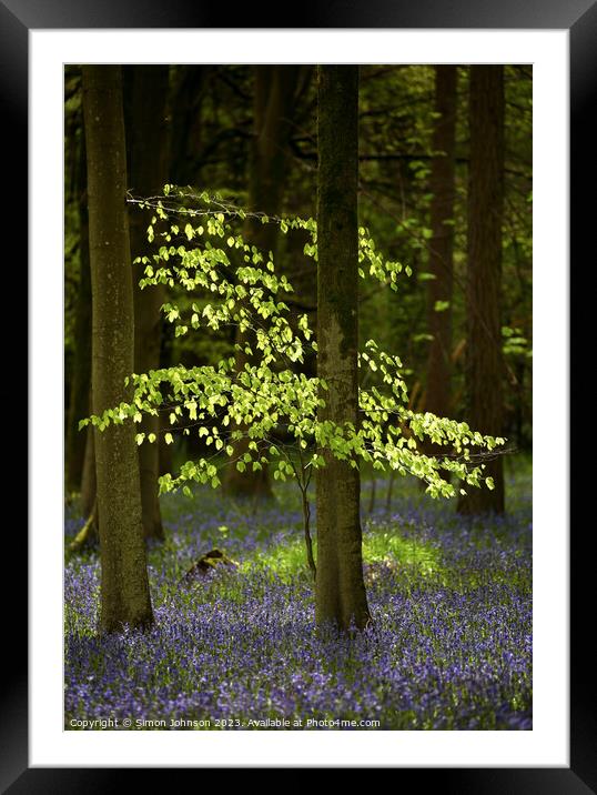 Sunlit tree and bluebells  Framed Mounted Print by Simon Johnson