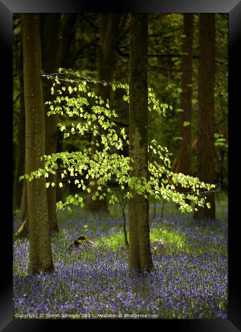 Sunlit tree and bluebells  Framed Print by Simon Johnson