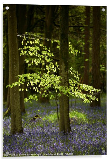 Sunlit tree and bluebells  Acrylic by Simon Johnson