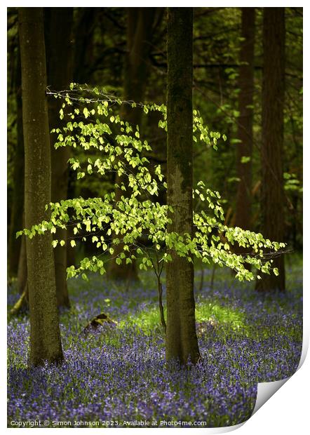Sunlit tree and bluebells  Print by Simon Johnson