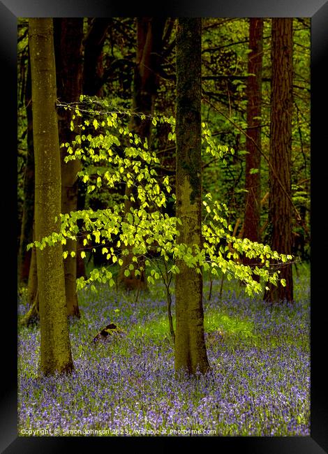 Sunlit tree and bluebells  Framed Print by Simon Johnson