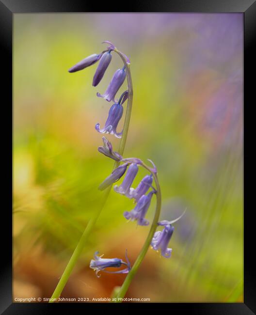 A close up of  a bluebell flower  Framed Print by Simon Johnson