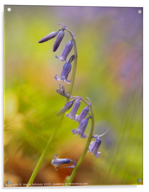 A close up of  a bluebell flower  Acrylic by Simon Johnson