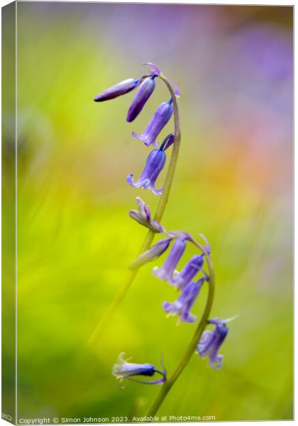 bluebell flower Canvas Print by Simon Johnson