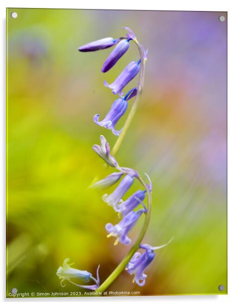 bluebell  flower Acrylic by Simon Johnson