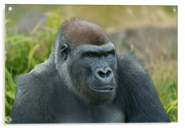 The Regal Blackback Gorilla Acrylic by rawshutterbug 