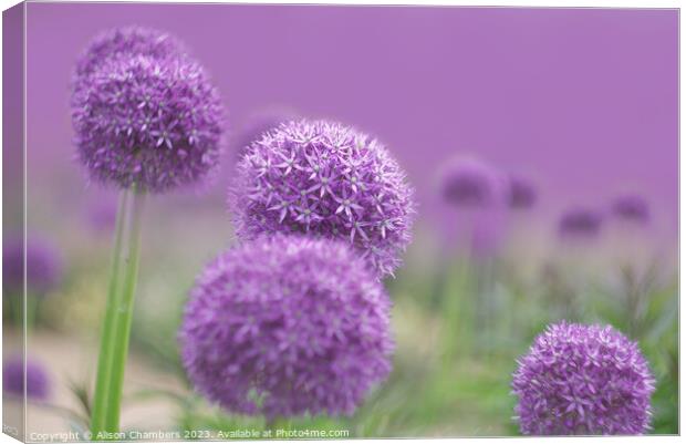  Alliums Canvas Print by Alison Chambers