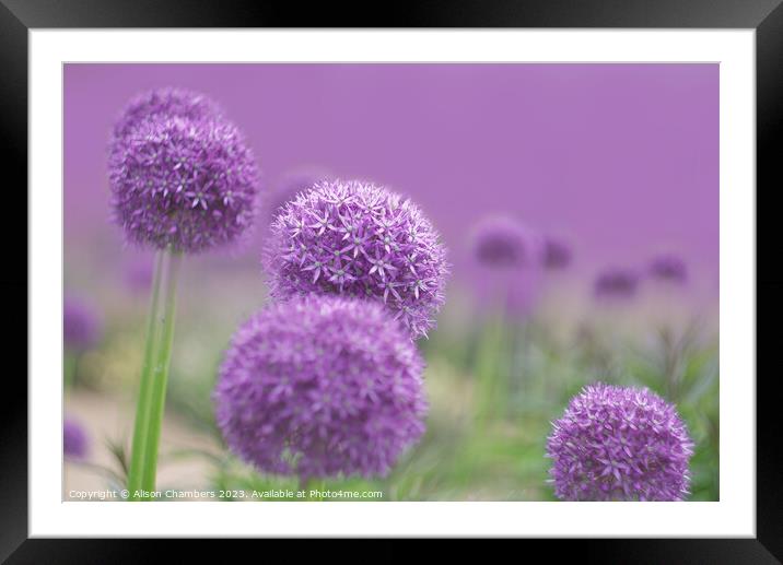Ethereal Alliums Framed Mounted Print by Alison Chambers