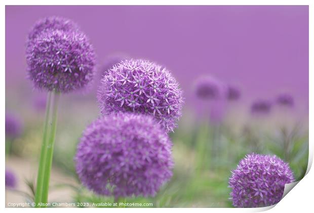 Ethereal Alliums Print by Alison Chambers