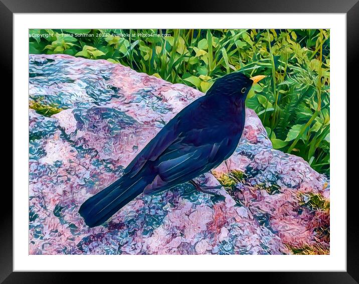 Beautiful Blackbird Digital Art Framed Mounted Print by Taina Sohlman