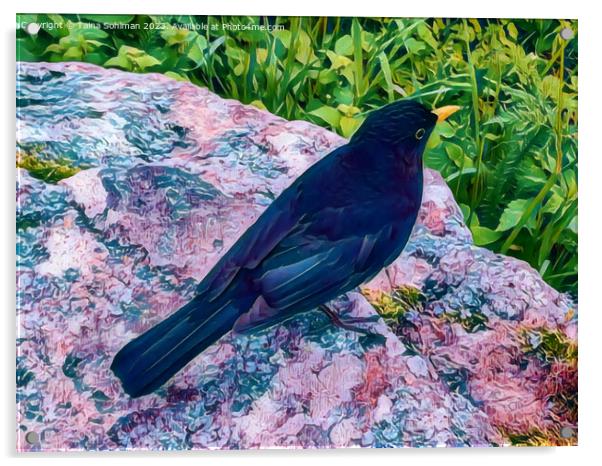 Beautiful Blackbird Digital Art Acrylic by Taina Sohlman