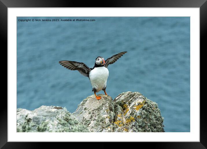 Puffin Stretching its wings on Skomer Framed Mounted Print by Nick Jenkins