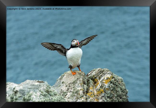 Puffin Stretching its wings on Skomer Framed Print by Nick Jenkins