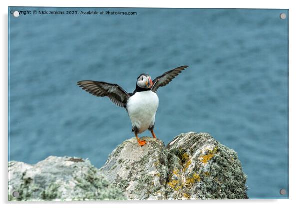 Puffin Stretching its wings on Skomer Acrylic by Nick Jenkins