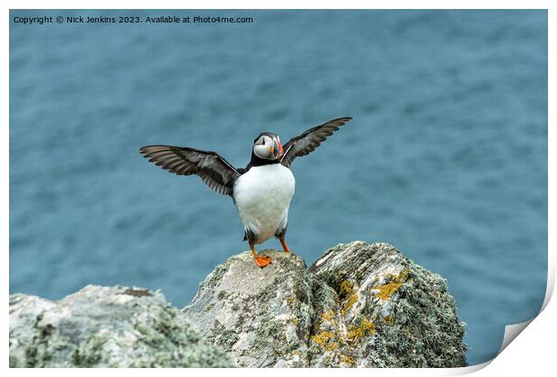 Puffin Stretching its wings on Skomer Print by Nick Jenkins