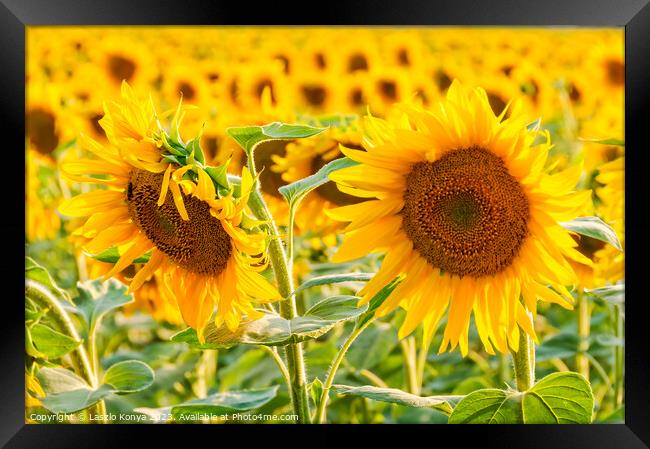 Blooming sunflowers - Bekesszentandras Framed Print by Laszlo Konya