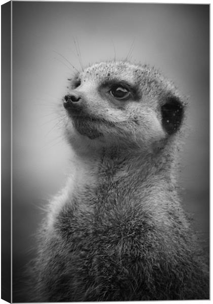 Meerkat Standing to Attention Canvas Print by Celtic Origins