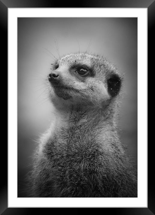 Meerkat Standing to Attention Framed Mounted Print by Celtic Origins