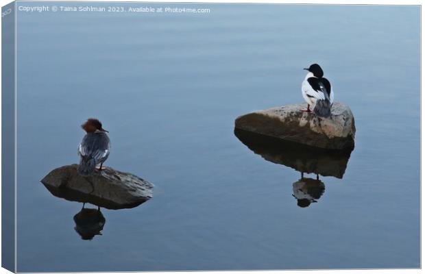 Hers and His - Pair of Common Mergansers Resting Canvas Print by Taina Sohlman