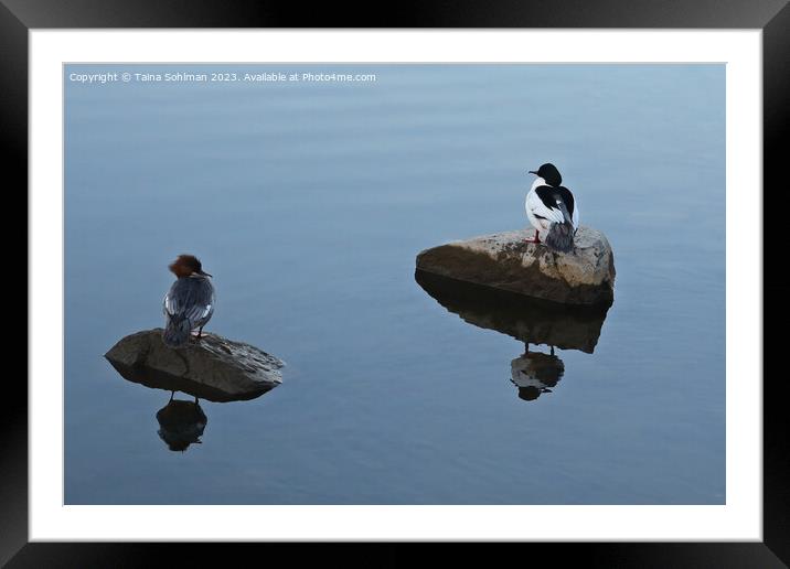 Hers and His - Pair of Common Mergansers Resting Framed Mounted Print by Taina Sohlman