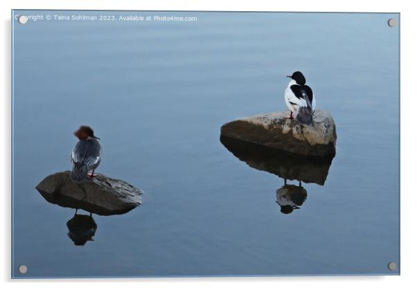Hers and His - Pair of Common Mergansers Resting Acrylic by Taina Sohlman