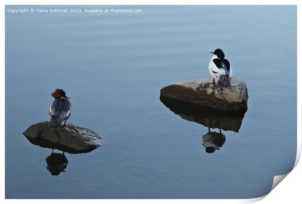 Hers and His - Pair of Common Mergansers Resting Print by Taina Sohlman