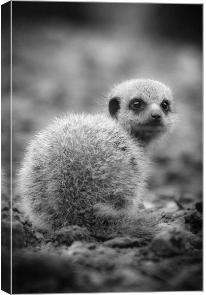 Meerkat Who are You Looking at? Canvas Print by Celtic Origins
