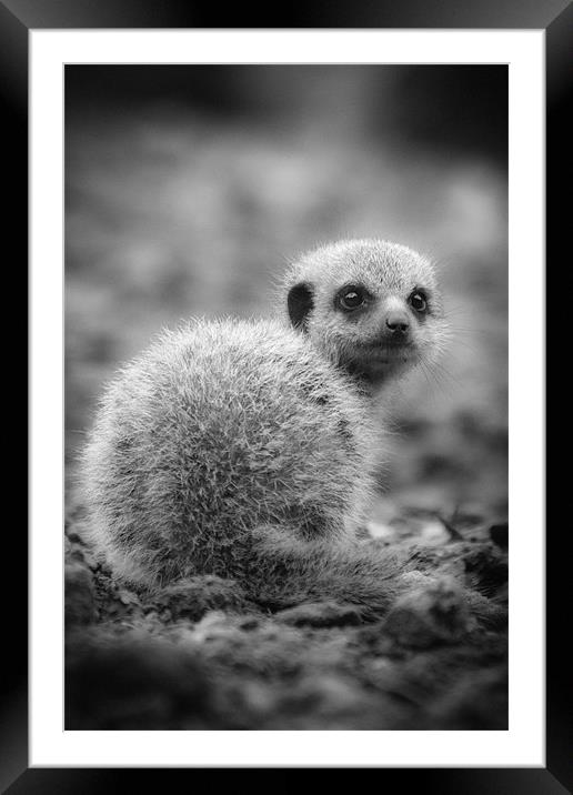 Meerkat Who are You Looking at? Framed Mounted Print by Celtic Origins