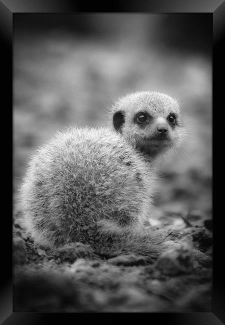 Meerkat Who are You Looking at? Framed Print by Celtic Origins