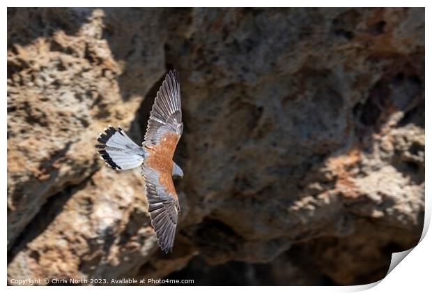 Male Kestrel on the hunt. Print by Chris North