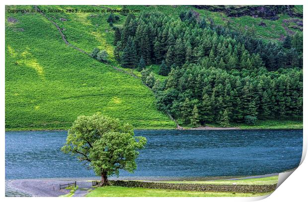 Lonely Tree Buttermere Lake District National Park Print by Nick Jenkins