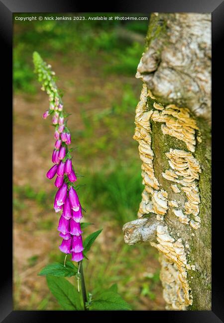 Foxglove Flowers and Fungi behind  Framed Print by Nick Jenkins