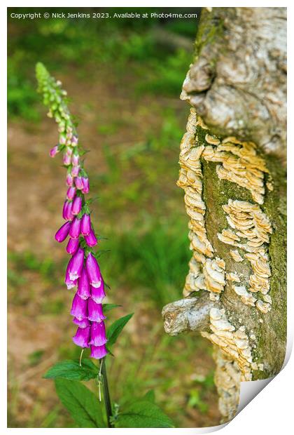 Foxglove Flowers and Fungi behind  Print by Nick Jenkins