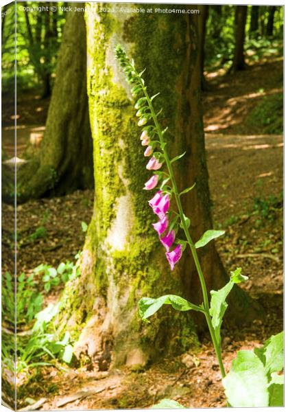 Foxglove infront of Tree Fforest Fawr Woodland  Canvas Print by Nick Jenkins