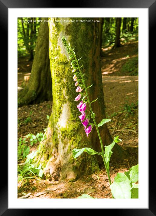 Foxglove infront of Tree Fforest Fawr Woodland  Framed Mounted Print by Nick Jenkins