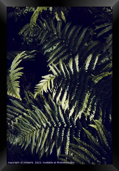 Dark Green Fern Leaves Botanic Framed Print by Imladris 