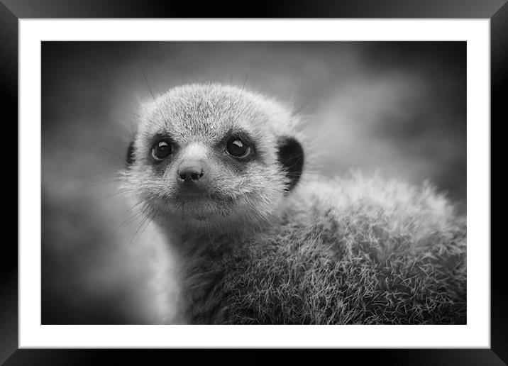 Meerkat Young and Inquisitive Framed Mounted Print by Celtic Origins