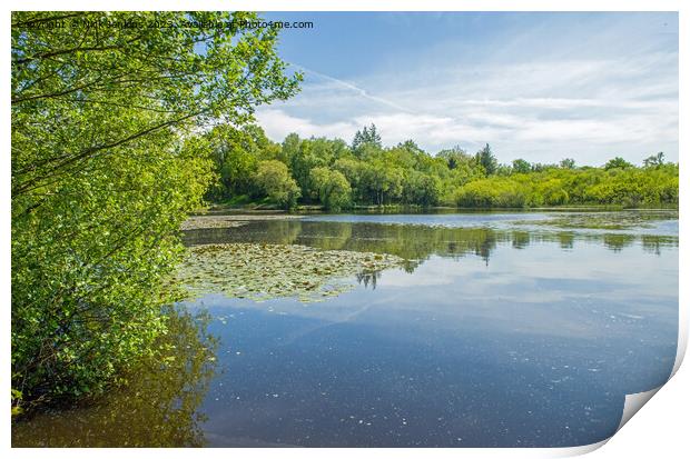Hensol Fishing Lake at Hensol Forest  Print by Nick Jenkins
