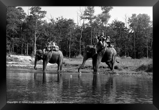 Elephant Safari at Chitwan National Park, Nepal Framed Print by Aidan Moran