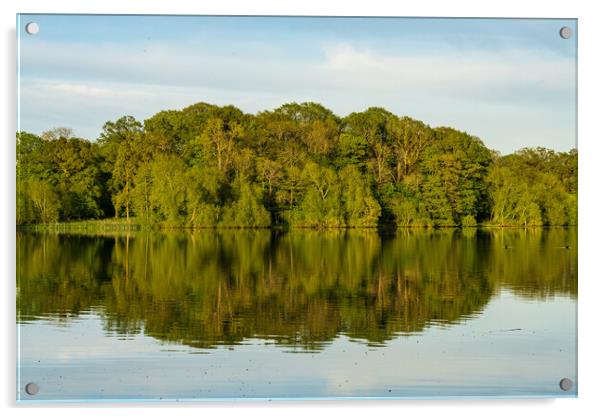 View across the Mere to a reflection of distant tr Acrylic by Steve Heap