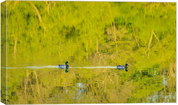 Two ducks floating through reflection of sunlit tr Canvas Print by Steve Heap
