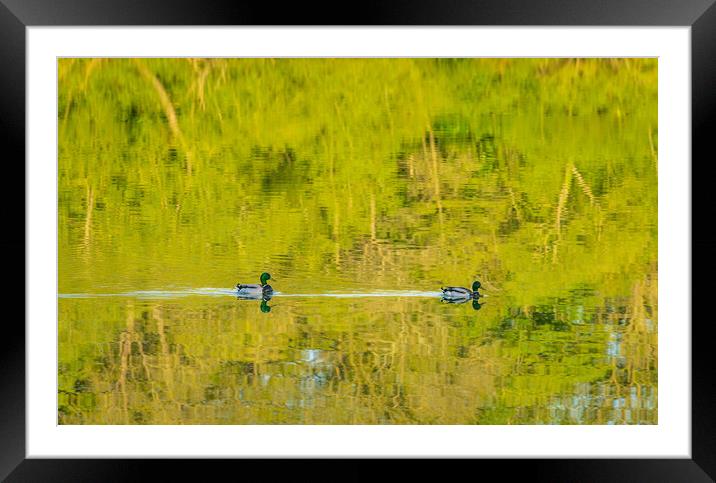 Two ducks floating through reflection of sunlit tr Framed Mounted Print by Steve Heap