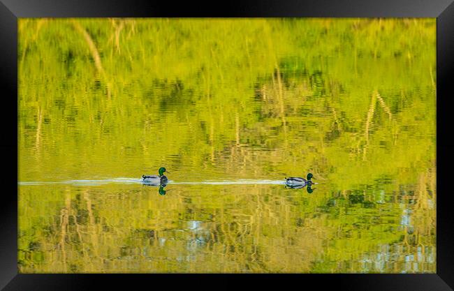 Two ducks floating through reflection of sunlit tr Framed Print by Steve Heap