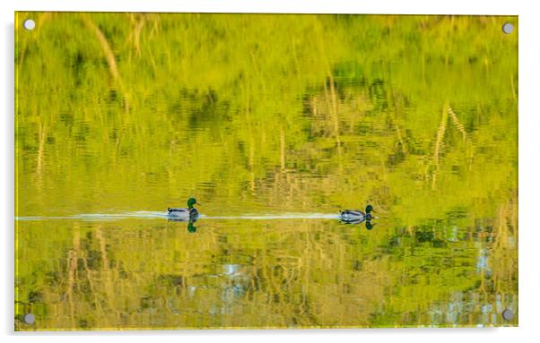 Two ducks floating through reflection of sunlit tr Acrylic by Steve Heap